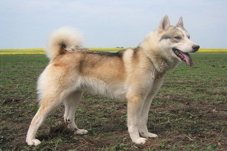 Западно-сибирская лайка - охотничьи породы собак