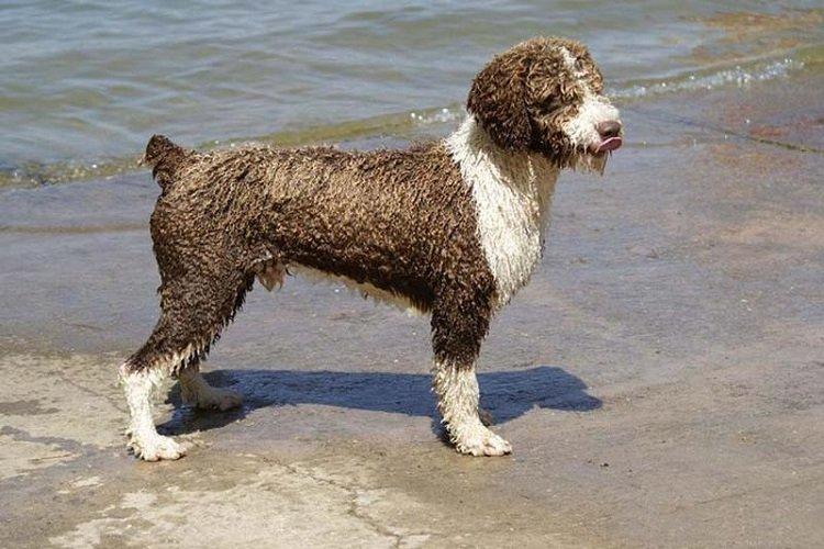 Испанская водяная собака - охотничьи породы собак