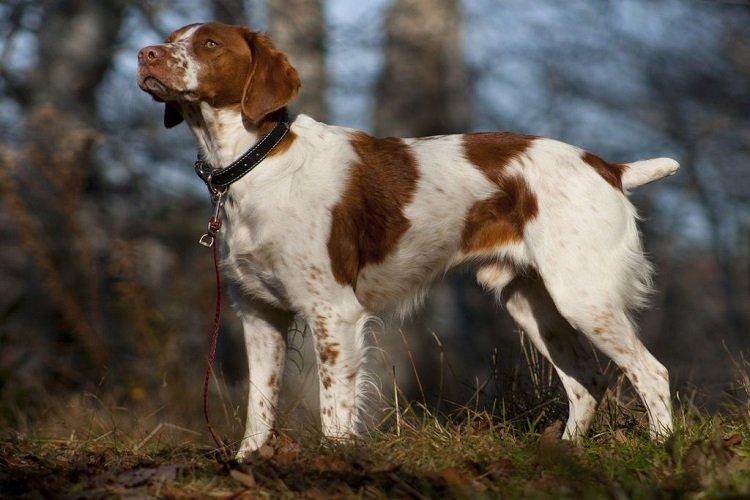 Бретонский эпаньоль - охотничьи породы собак