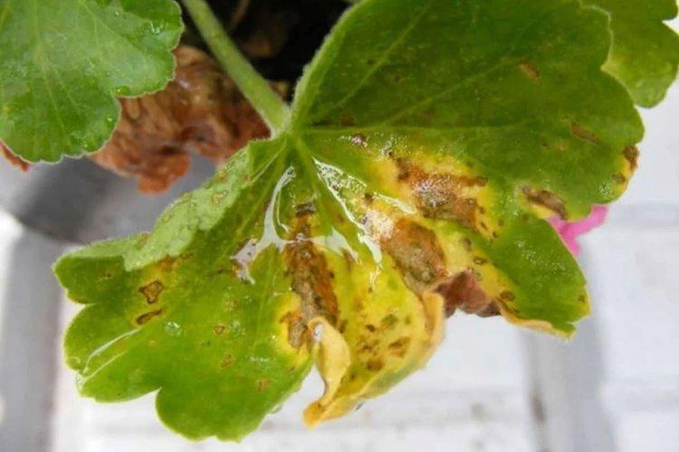 Грибок - Почему желтеют листья у герани что делать