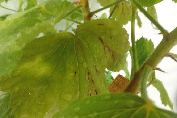 Почему желтеют листья у венериного волоса