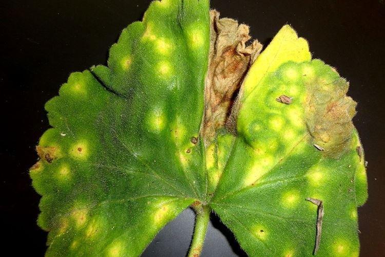Распространенные причины пожелтения листьев герани