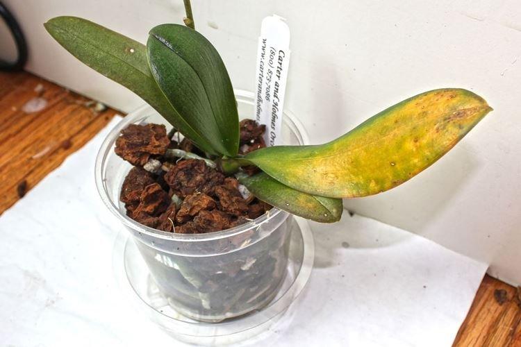 Покупка в разгар цветения - Почему желтеют листья у орхидеи что делать