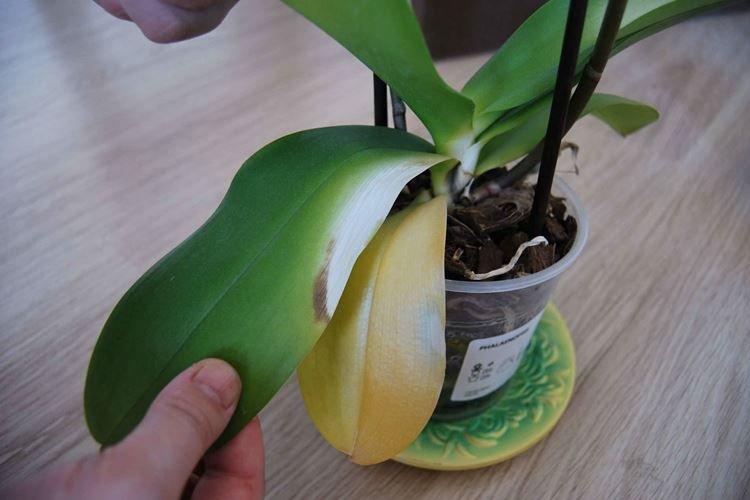 Нехватка влаги - Почему желтеют листья у орхидеи что делать