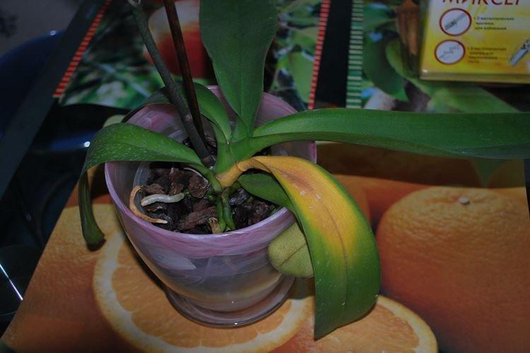 Переизбыток удобрений - Почему желтеют листья у орхидеи что делать