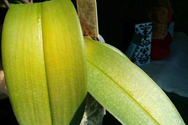 Нехватка удобрений - Почему желтеют листья у орхидеи что делать
