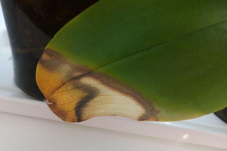 Сухой воздух - Почему желтеют листья у орхидеи что делать