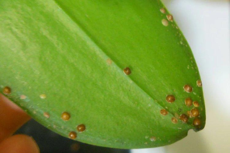 Вредители и паразиты - Почему желтеют листья у орхидеи что делать