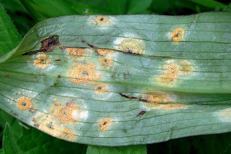 Болезни и инфекции - Почему желтеют листья у орхидеи что делать