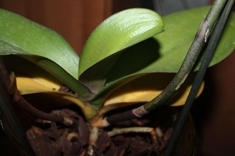 Естественные причины - Почему желтеют листья у орхидеи что делать