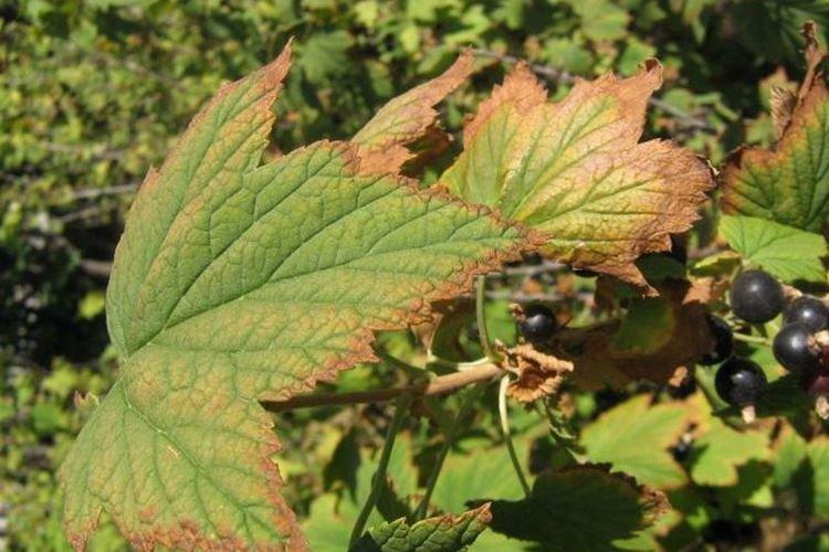 Почему сохнут листья у смородины