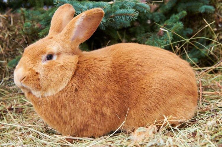 Бургундский - Мясные породы кроликов