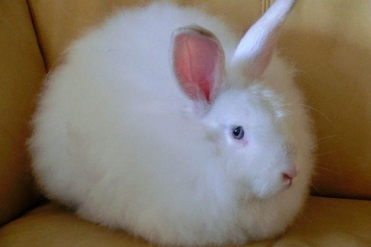 Белый пуховый - Пуховые породы кроликов
