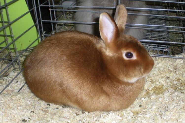 Сатиновые - Пуховые породы кроликов