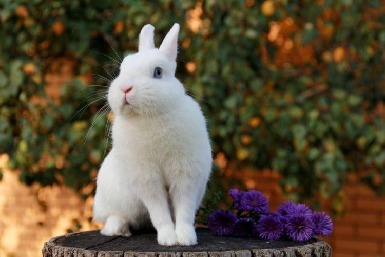 Польский - Декоративные породы кроликов