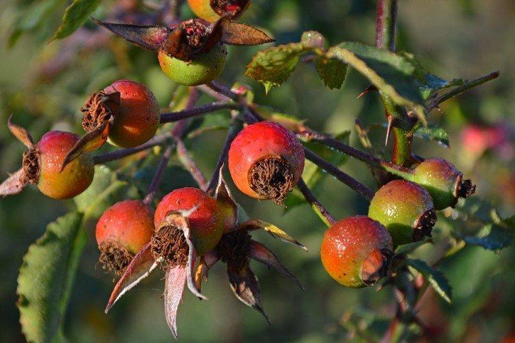 Шиповник - продукты, повышающие иммунитет