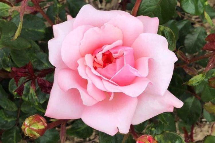 Роза флорибунда Valentine Heart - лучшие сорта для Подмосковья