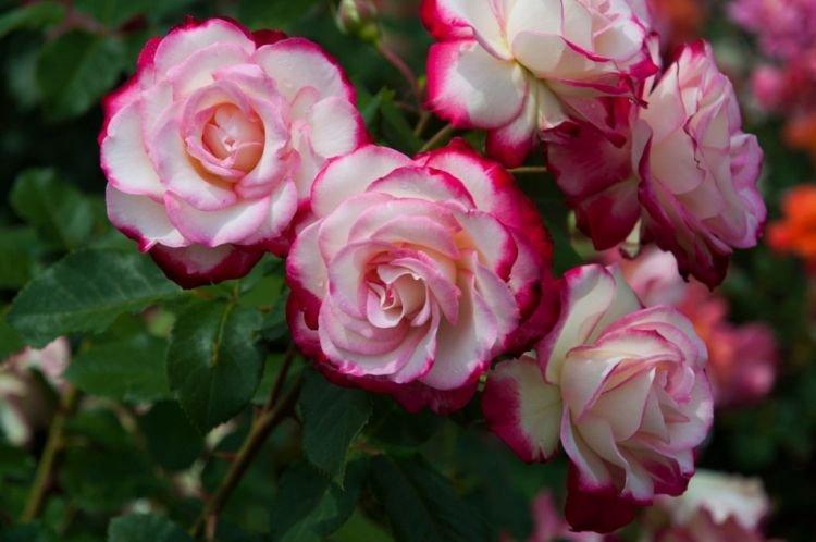 Роза флорибунда Jubile du Prince de Monaco - лучшие сорта для Подмосковья