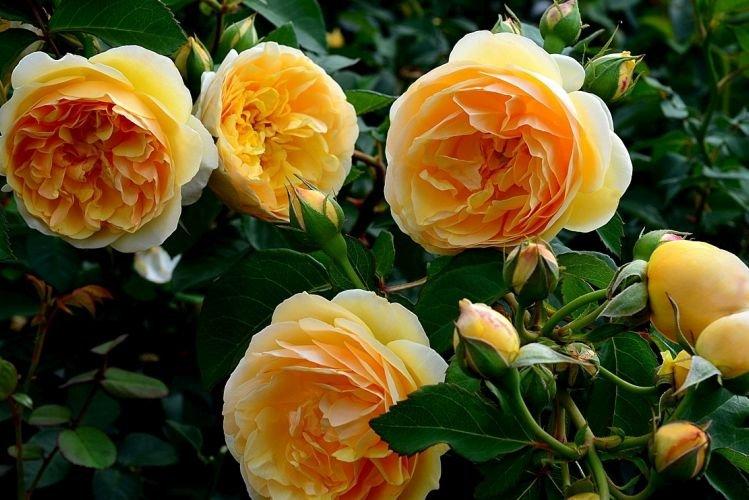 Роза флорибунда Graham Thomas - лучшие сорта для Подмосковья