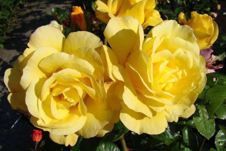 Роза флорибунда Arthur Bell - лучшие сорта для Подмосковья