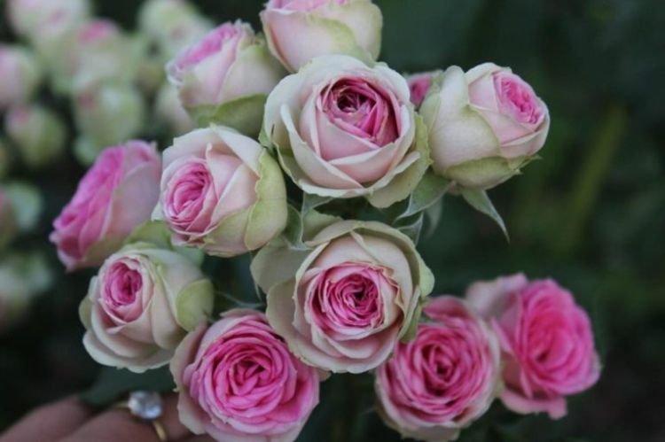 Роза флорибунда Mimi Eden - лучшие сорта для Подмосковья