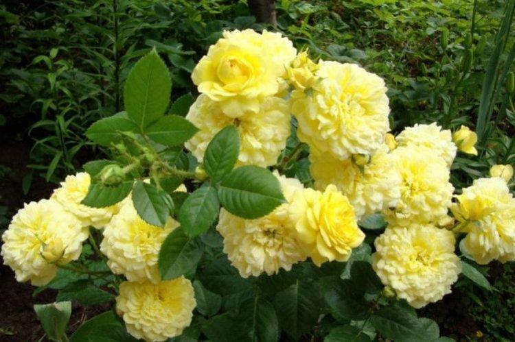 Роза флорибунда Anny Duperey - лучшие сорта для Подмосковья