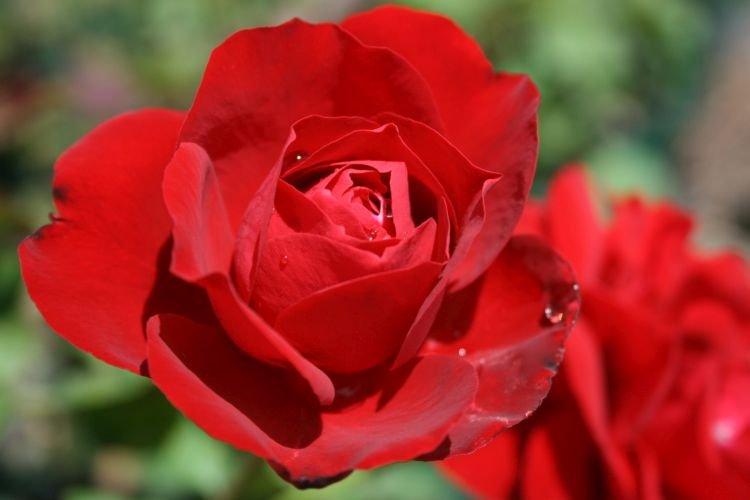 Роза флорибунда Lilli Marleen - лучшие сорта для Подмосковья