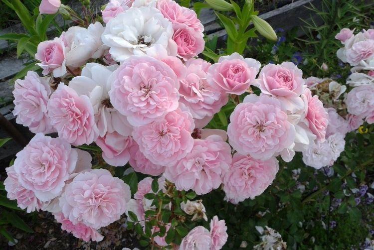 Роза флорибунда Bonica 82 - лучшие сорта для Подмосковья