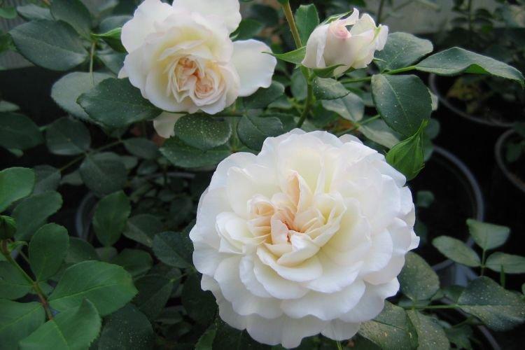 Роза флорибунда White Meidiland - лучшие сорта для Подмосковья
