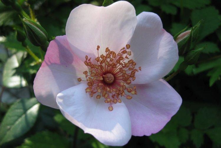 Роза флорибунда Astronomia - лучшие сорта для Подмосковья