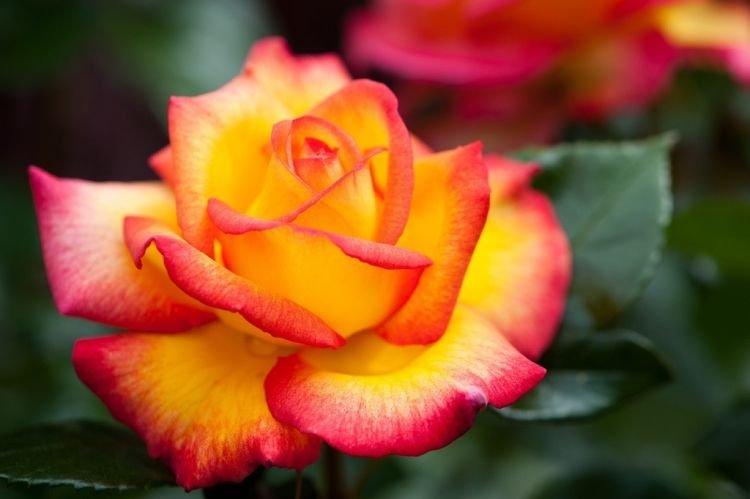 Роза флорибунда Sheila's Perfume - лучшие сорта для Подмосковья
