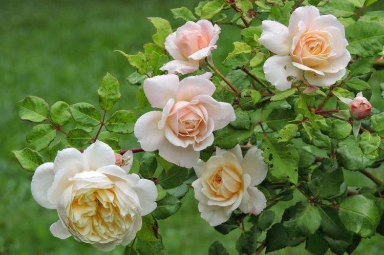 Роза флорибунда Crocus Rose - лучшие сорта для Подмосковья