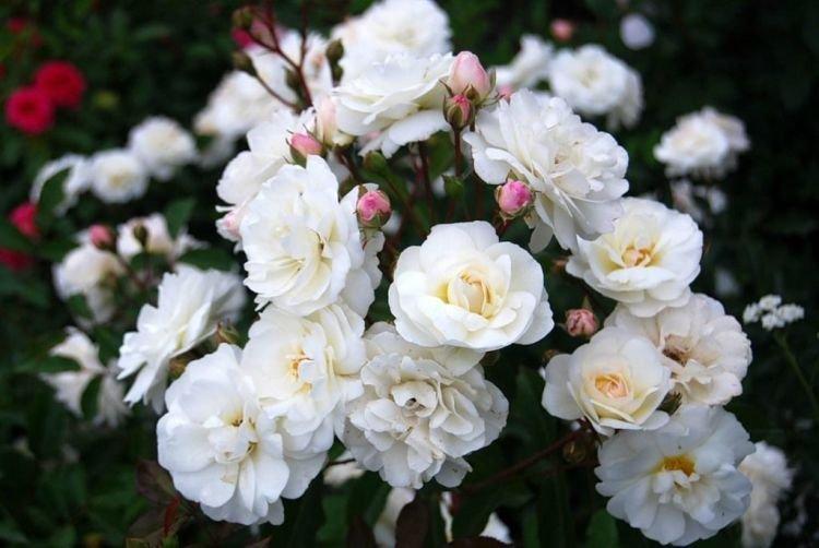 Роза флорибунда Schneewittchen - лучшие сорта для Подмосковья