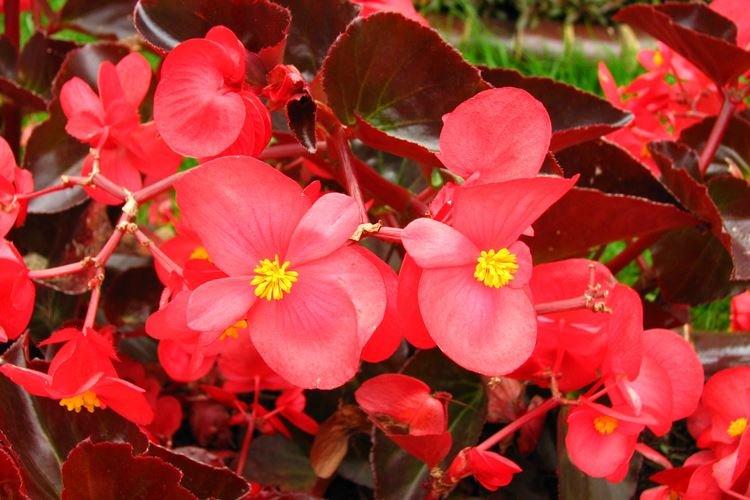 Begonia – zahradní květiny, které kvetou celé léto