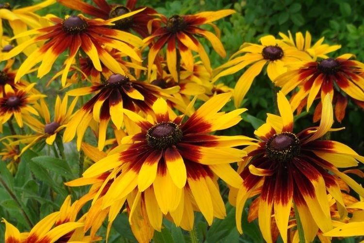 Rudbeckia - zahradní květiny, které kvetou celé léto