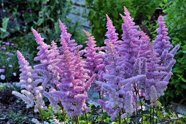 Astilbe – zahradní květiny, které kvetou celé léto