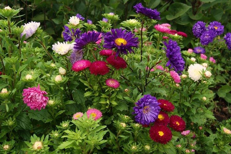 Астры - Садовые цветы, которые цветут все лето