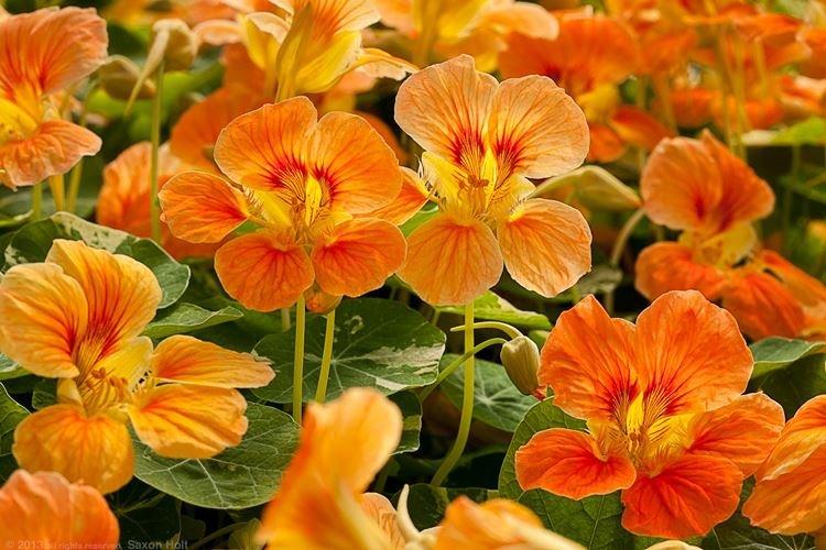 Nasturtium – zahradní květiny, které kvetou celé léto