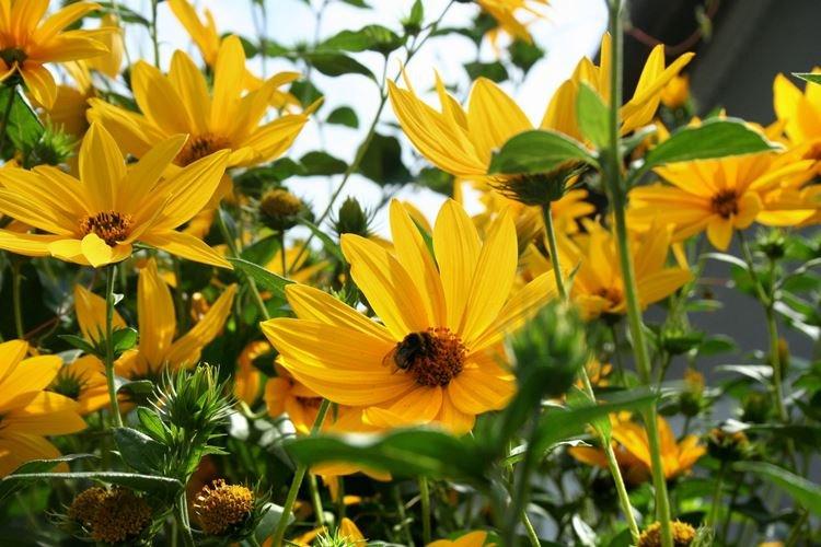 Heliopsis – zahradní květiny, které kvetou celé léto