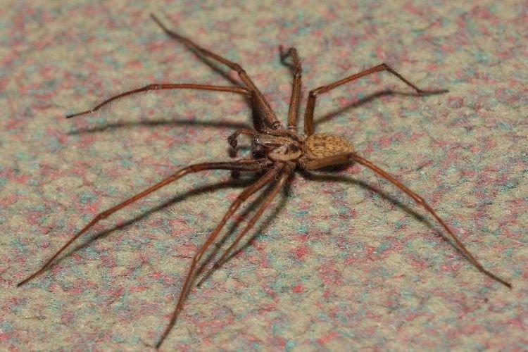 Тегенария стенная - Самые большие пауки в мире