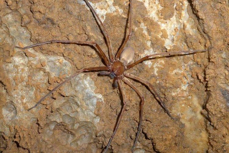 Гетеропода Максима - Самые большие пауки в мире