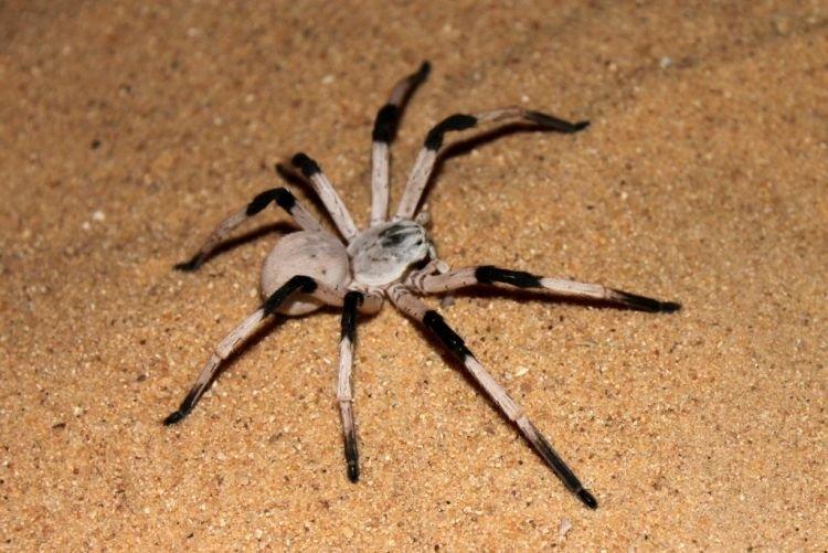 Цербал аравийский - Самые большие пауки в мире