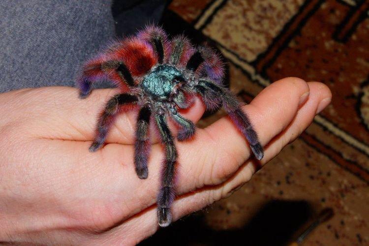 Фиолетовый птицеед - Самые большие пауки в мире
