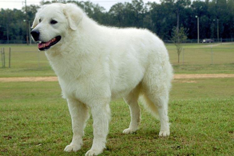 Большая трехцветная собака лохматая порода
