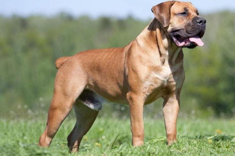 Бурбуль - Самые большие собаки в мире
