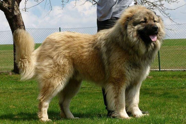 Самые большие собаки породы сколько стоят