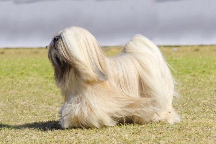 Лхаса апсо - Самые добрые породы собак