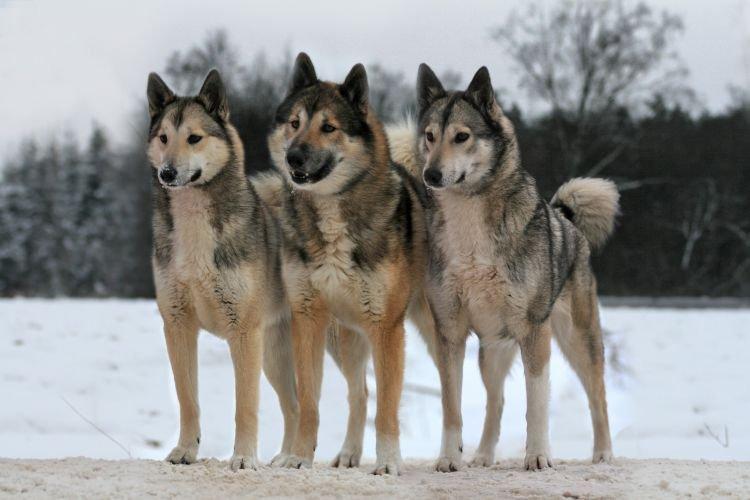 Западно-сибирская лайка - Самые добрые породы собак