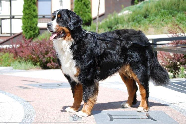 Бернский зенненхунд - Самые добрые породы собак