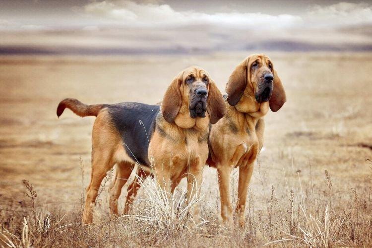 Бладхаунд - Самые добрые породы собак